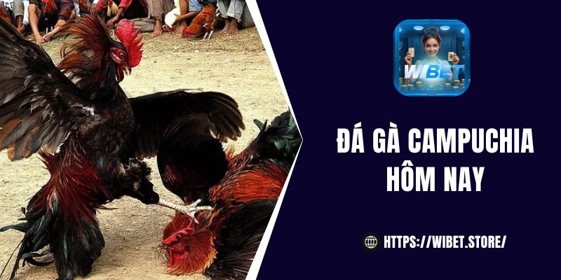 Đá gà Campuchia hôm nay