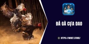 Đá gà cựa dao - Thumbnails