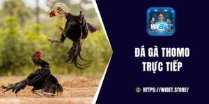 Chơi đá gà Thomo trực tiếp