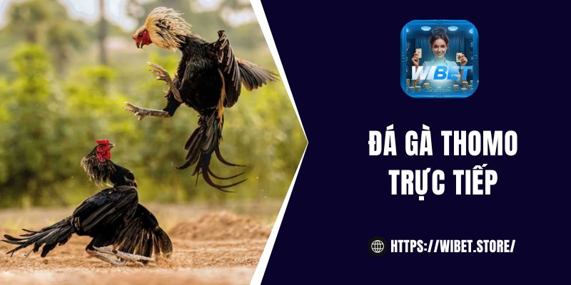 Chơi đá gà Thomo trực tiếp